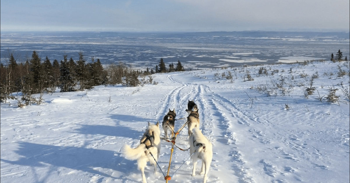 Dog sledding